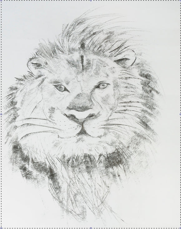 Original Charcoal Drawing - Lion